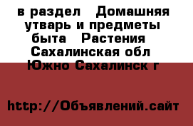  в раздел : Домашняя утварь и предметы быта » Растения . Сахалинская обл.,Южно-Сахалинск г.